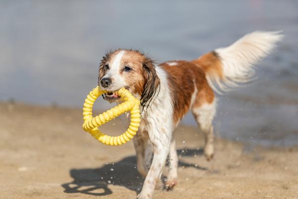 Trixie Aqua Toy Greifer Hundespielzeug